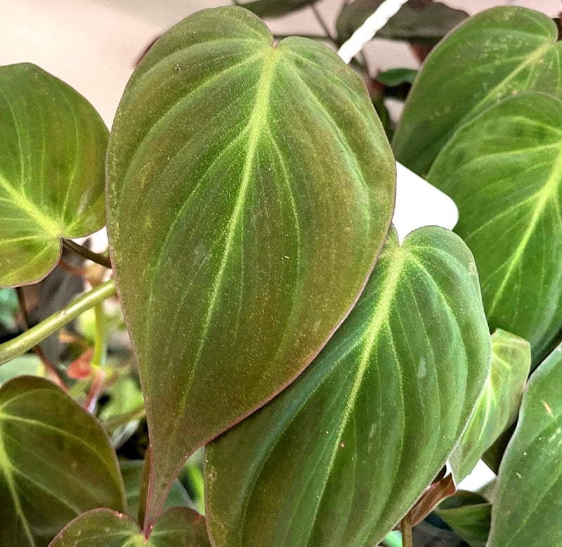 PHILODENDRON MICANS TOTEM