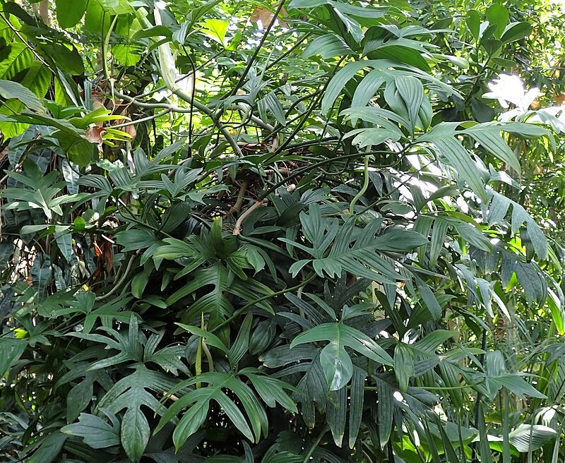 Philodendron pedatum - Oak-Leaf Philodendron