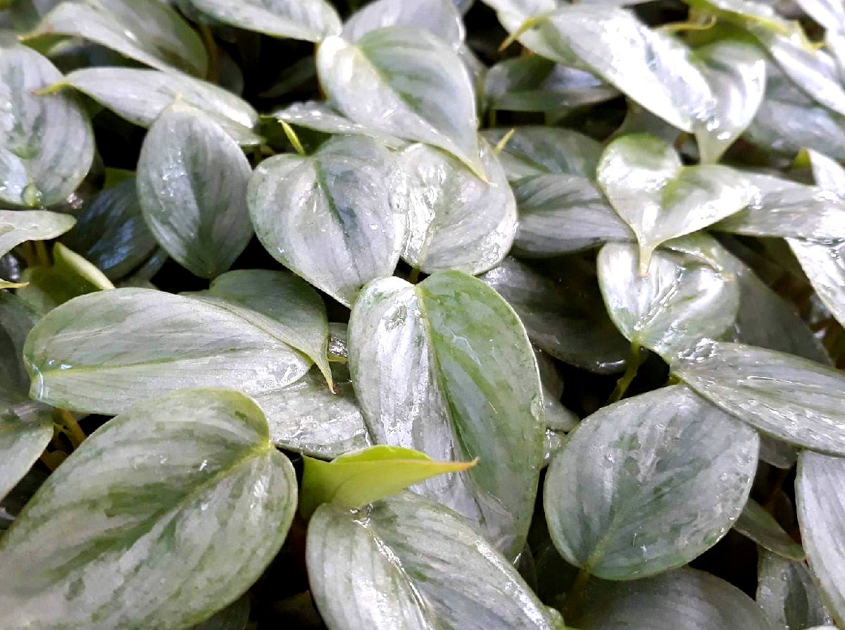Philodendron sodiroi - Silver Leaf Philodendron Hanging Basket