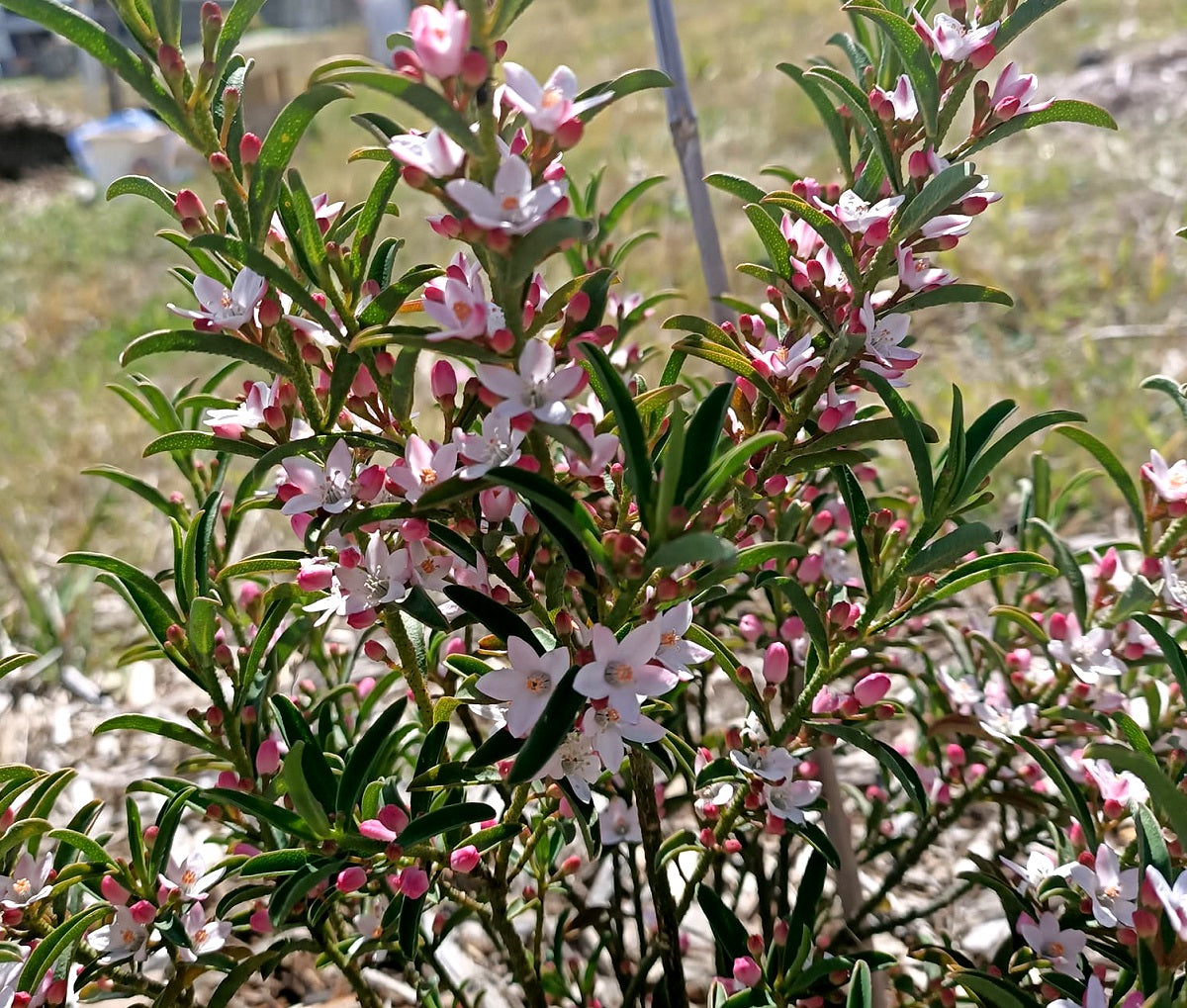 Philotheca myoporoides - WINTER ROUGE - Long-Leaf Waxflower