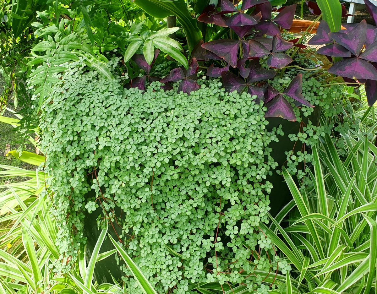 Pilea libanensis - Silver Sprinkles Hanging Basket