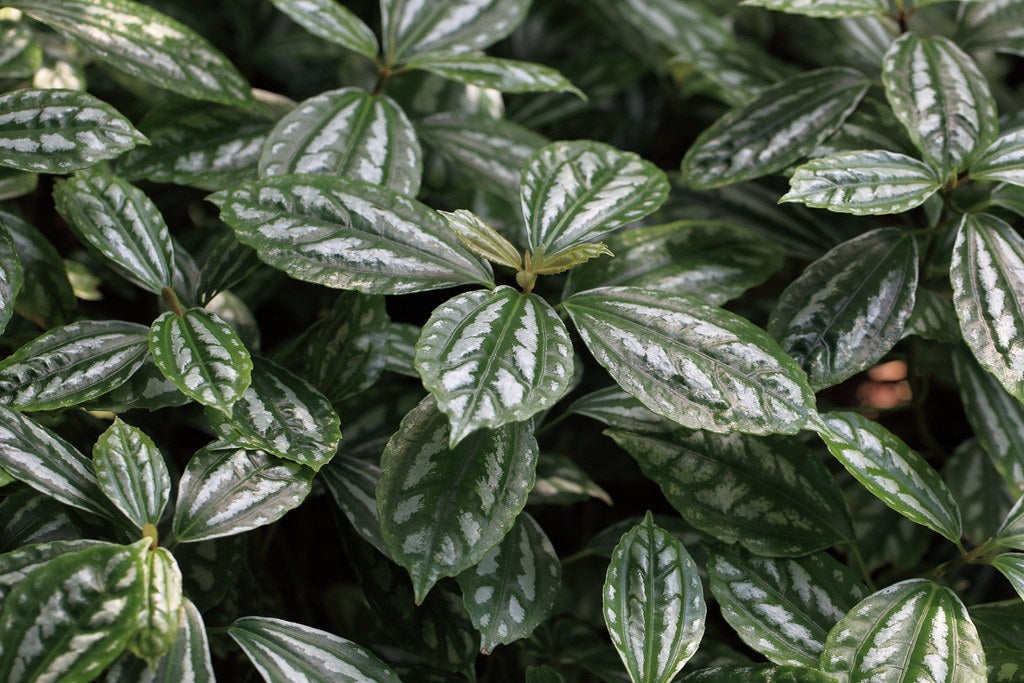 Pilea cadierei - Aluminium Plant