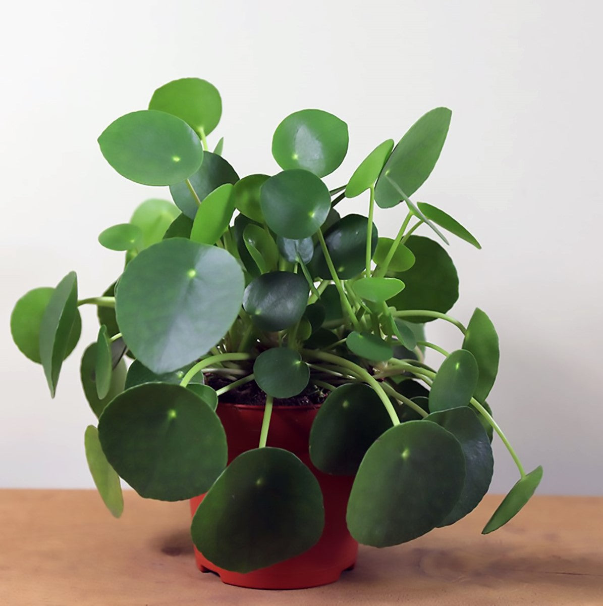 Pilea peperomioides - Chinese Money Plant