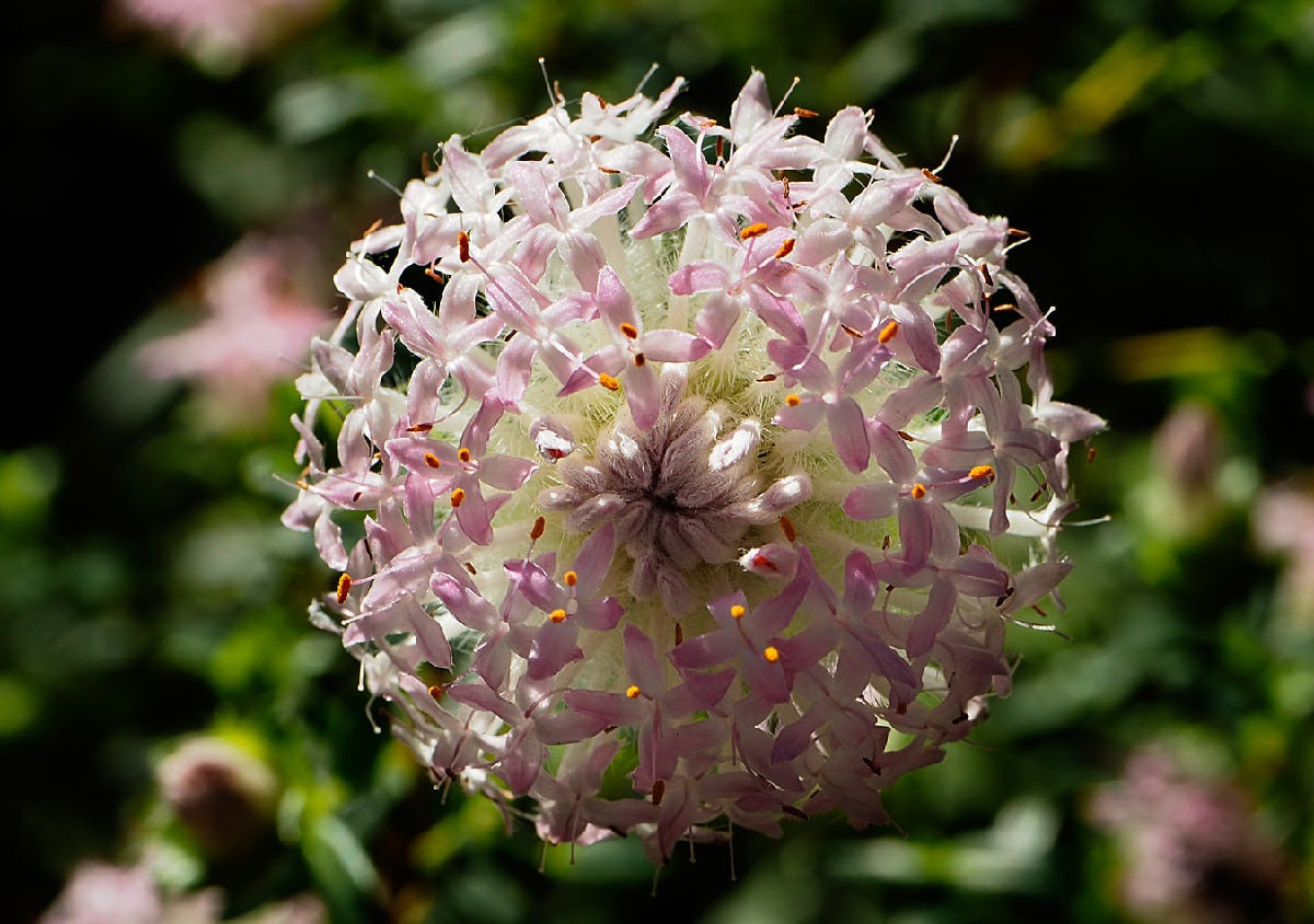Pimelea ciliata - MARSHMALLOW - White Banjine 'Marshmallows' PBR