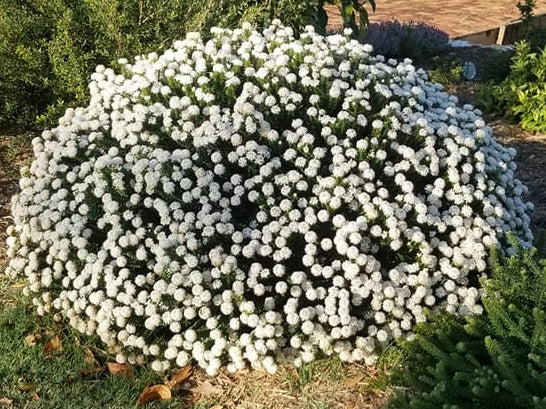 Pimelea ferruginea - SNOWBALL - White Rice Flower