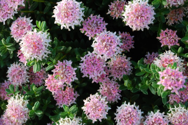 Pimelea ferruginea - SUNSET BLUSH - Pink Rice Flower