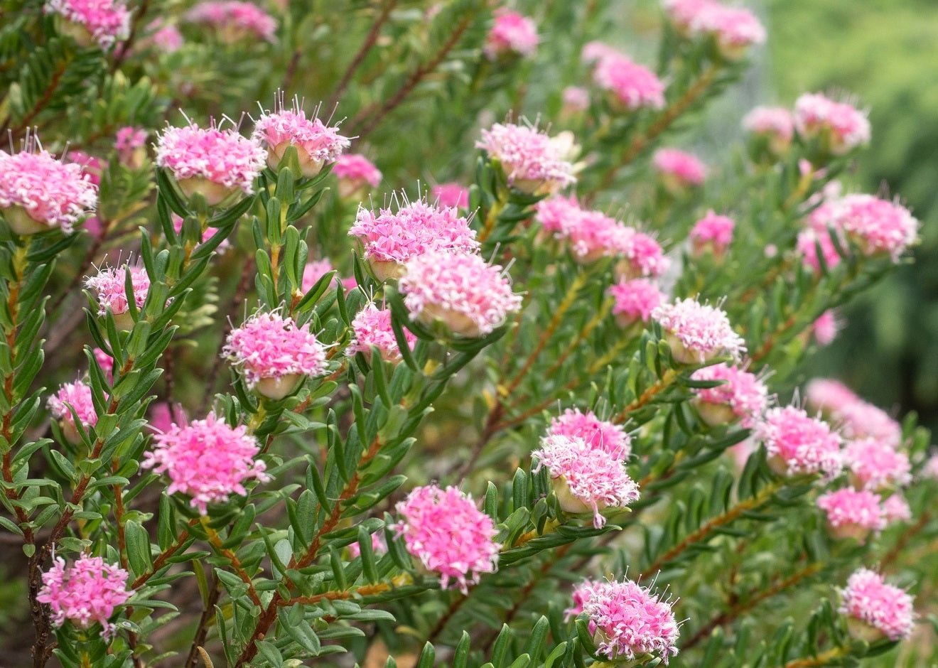 Pimelea ferruginea - Pink Rice Flower