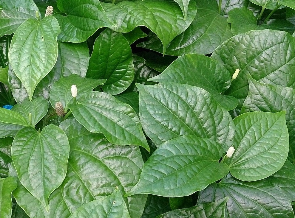 Piper sarmentosum - Chaphlu Wild Betel
