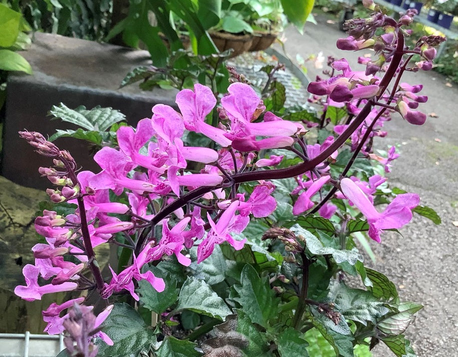 Plectranthus saccatus - Velvet™ LADY - Porch Jacaranda