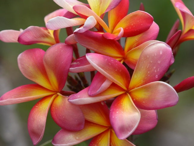 Plumeria rubra - CONFETTI - Frangipani