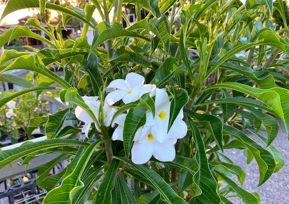 Plumeria pudica - EVERLASTING LOVE - Frangipani