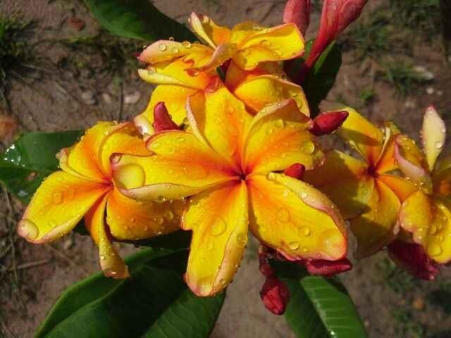 Plumeria rubra - GOLDEN NOI - Frangipani