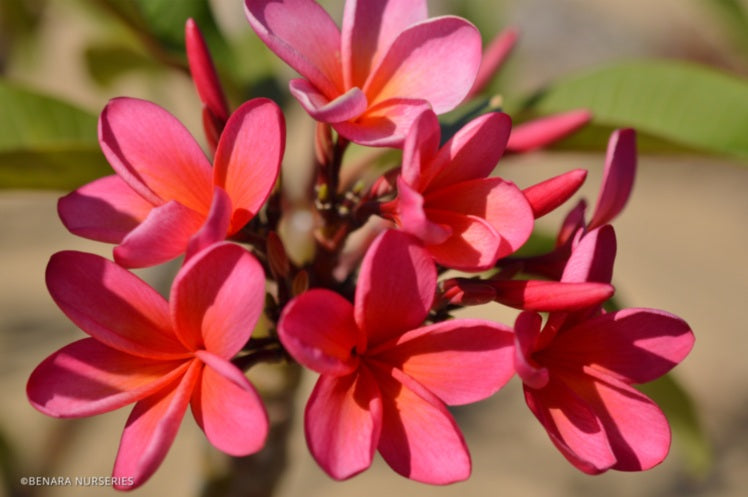 Plumeria rubra - JOSHUA - Frangipani