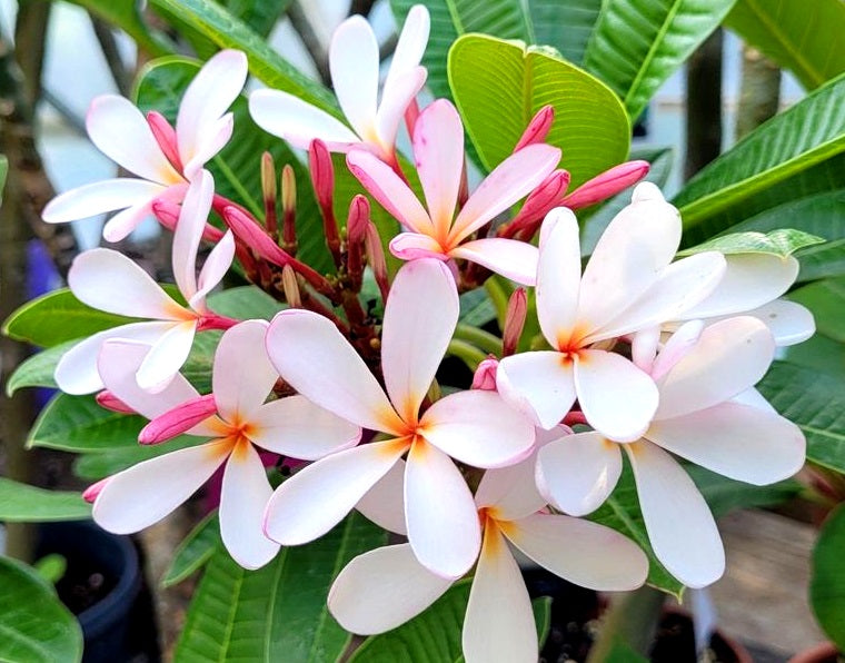Plumeria obtusa - PETITE PINK - Frangipani
