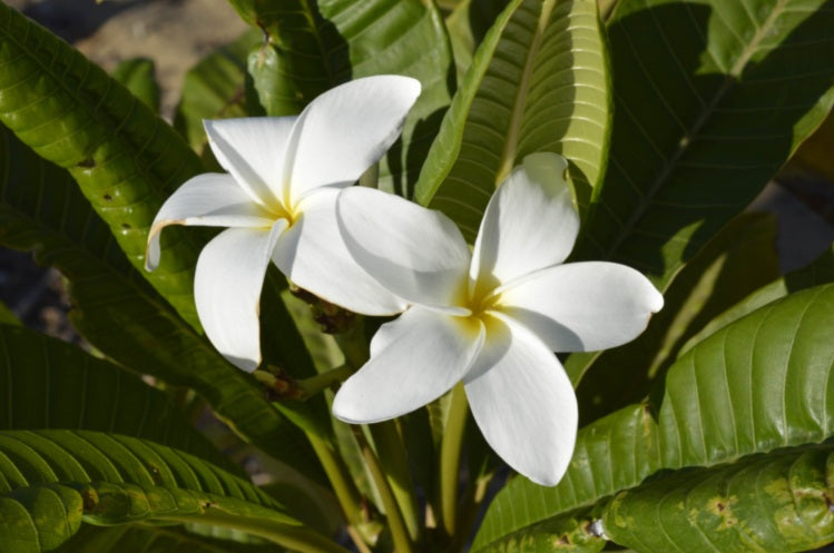 Plumeria rubra - SAMOAN FLUFF - Frangipani