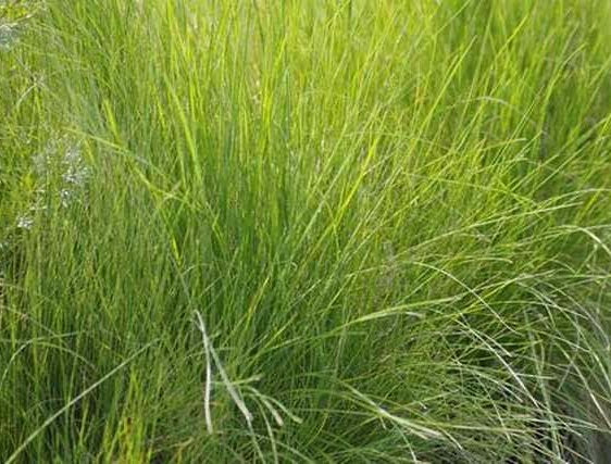 Poa sieberiana - Grey Tussock Grass
