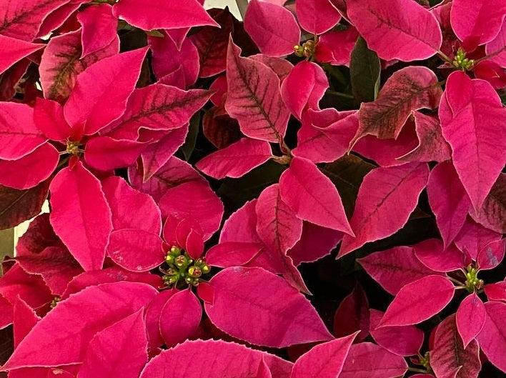 Euphorbia pulcherrima - Princettia® DARK PINK - Poinsettia