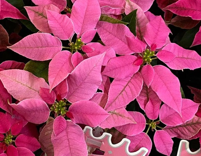 Euphorbia pulcherrima - Princettia® HOT PINK - Poinsettia