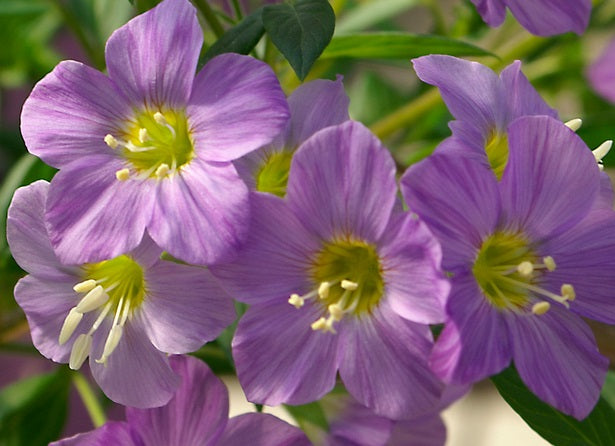 Polemonium pulcherrimum - LAMBROOK MAUVE - Jacob's Ladder
