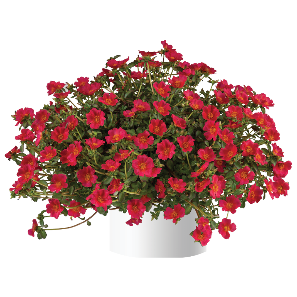 Portulaca oleracea - Mega Pazzaz™ DARK PINK - Purslane