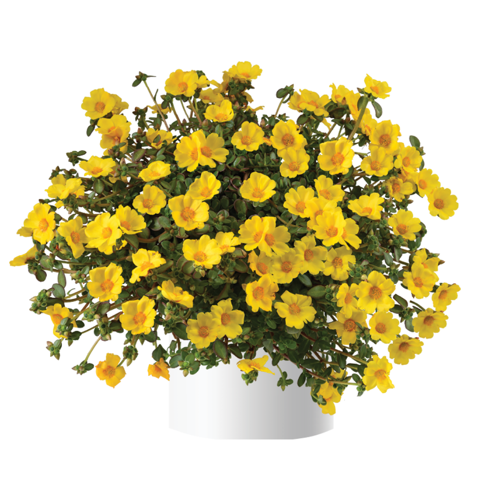 Portulaca oleracea - Mega Pazzaz™ GOLD - Purslane