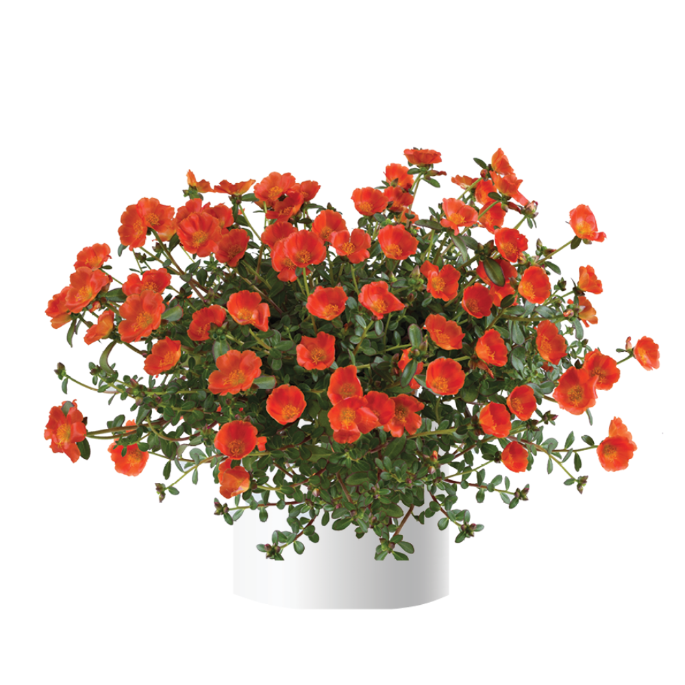 Portulaca oleracea - Mega Pazzaz™ ORANGE - Purslane
