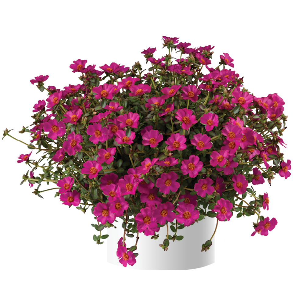 Portulaca oleracea - Mega Pazzaz™ PURPLE - Purslane