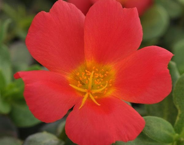 Portulaca oleracea - PortoGrande™ SCARLET - Purslane