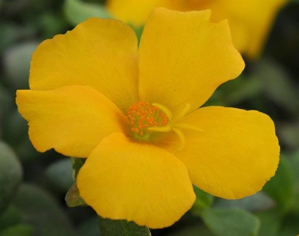 Portulaca oleracea - PortoGrande™ YELLOW - Purslane