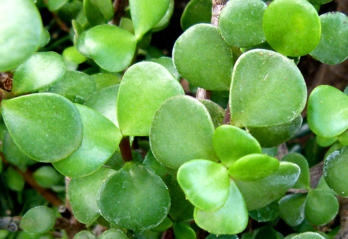 Portulacaria afra macrophylla - Large-Leaf Elephant Bush