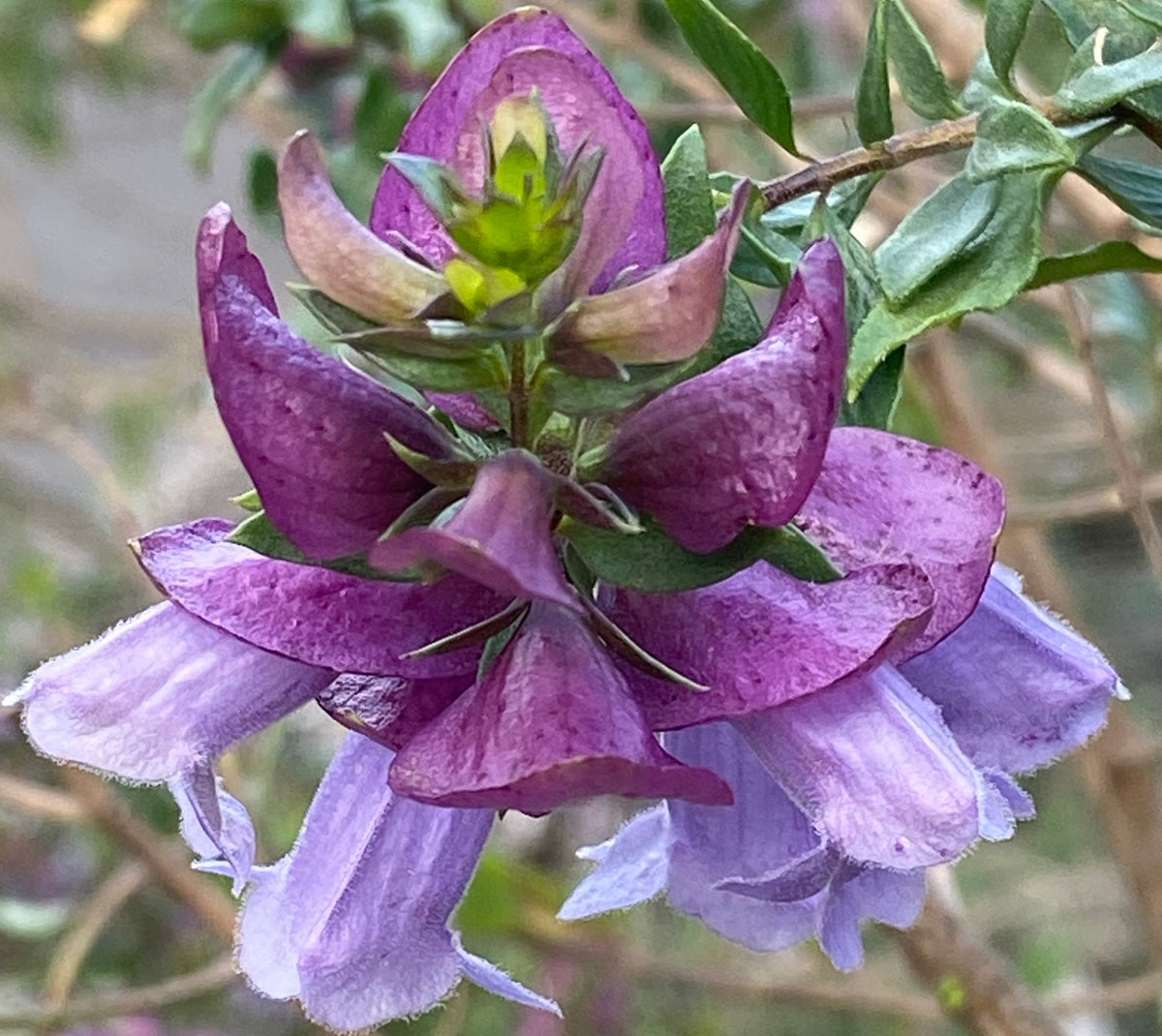 Prostanthera magnifica - Mint Bush
