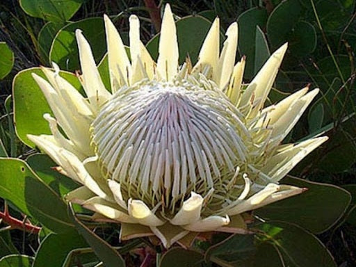 Protea cynaroides - WHITE CROWN - King Protea 'White Crown' PBR