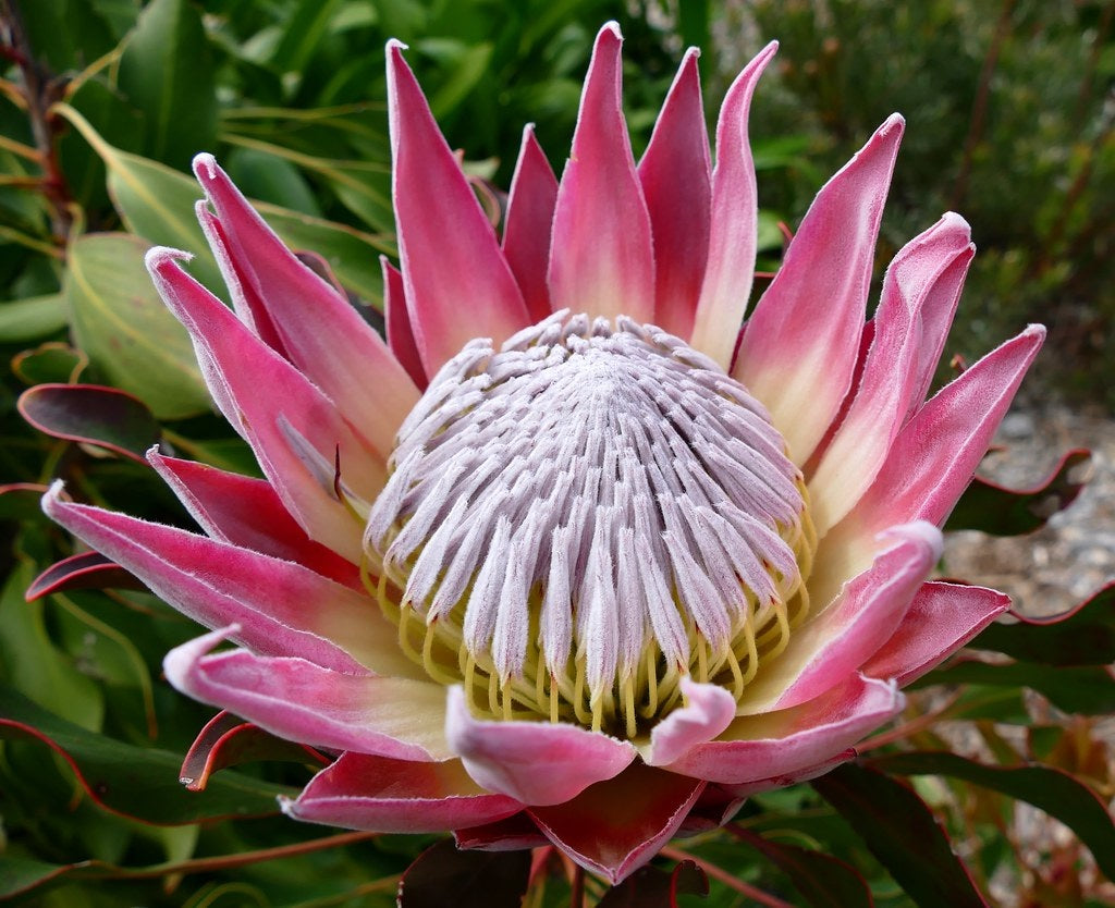 Protea cynaroides - King Protea
