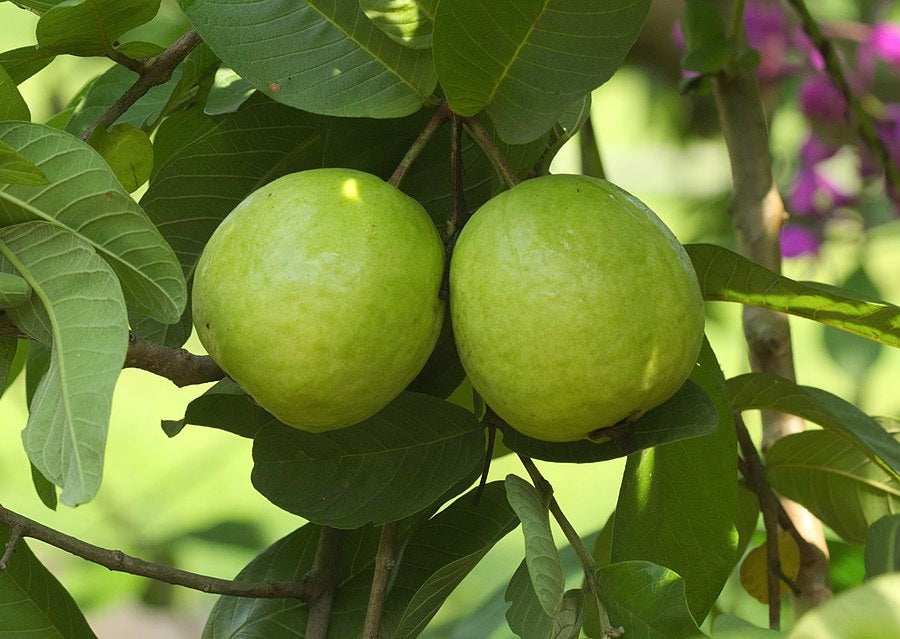 Psidium guajava - Tropical Guava