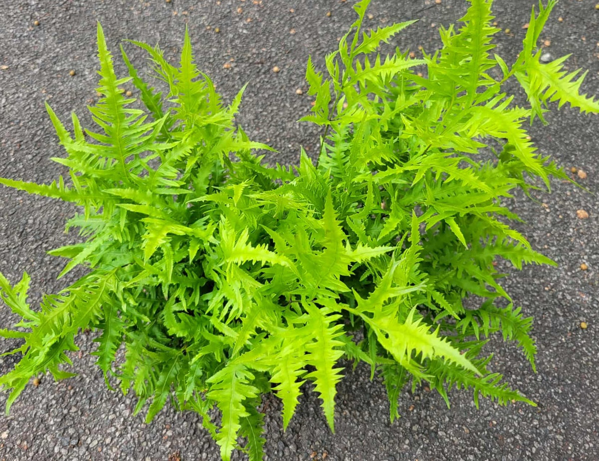 Pteris cretica - RIVERTONIANA - Cretan Brake Fern