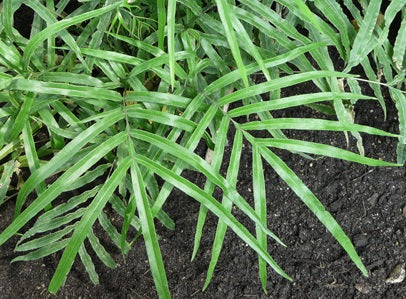 Pteris multifida - Spider Brake Fern