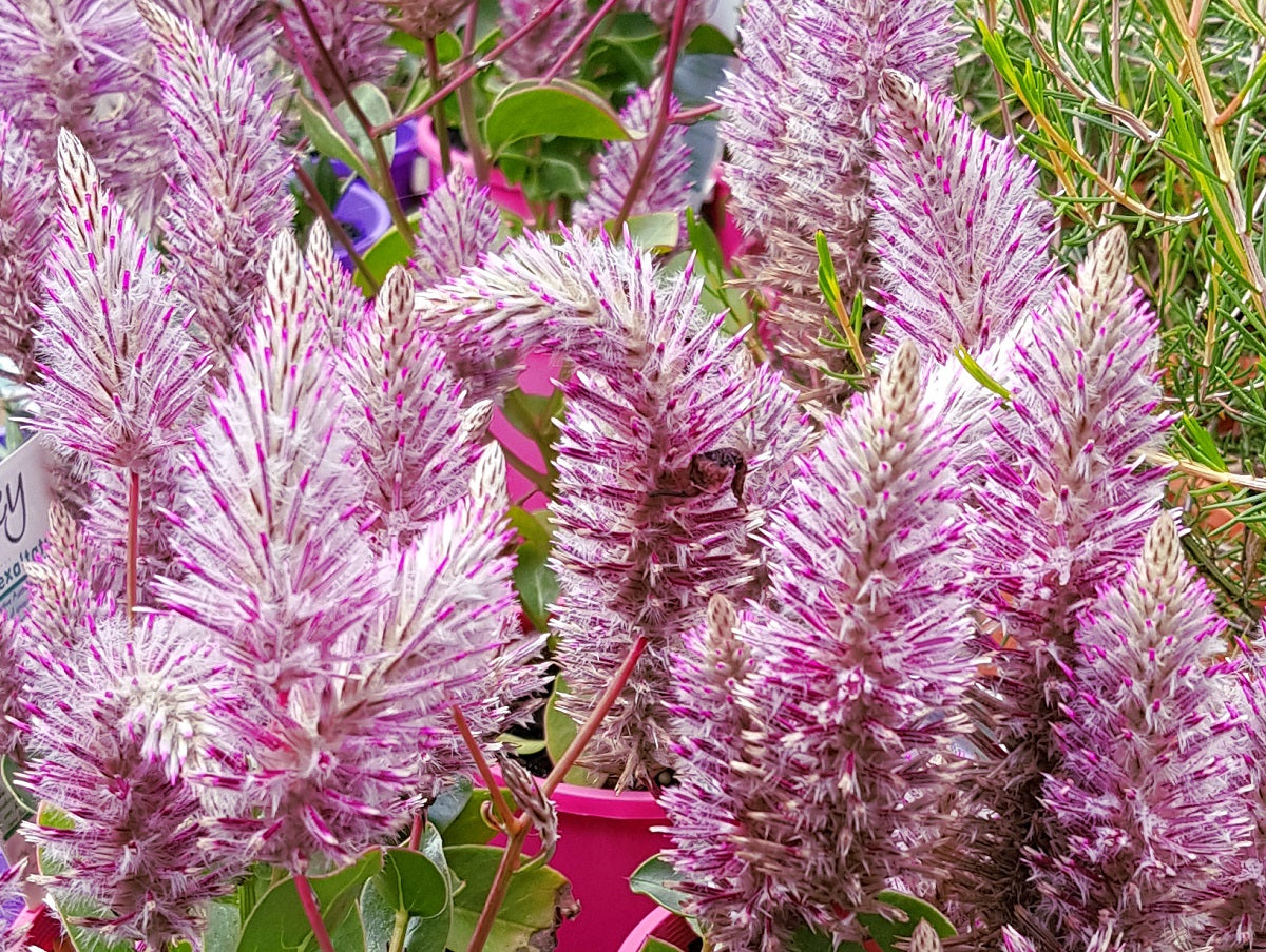 Ptilotus exaltatus - JOEY - Pink Mulla Mulla