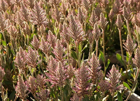 Ptilotus exaltatus - PHOENIX - Tall Mulla Mulla