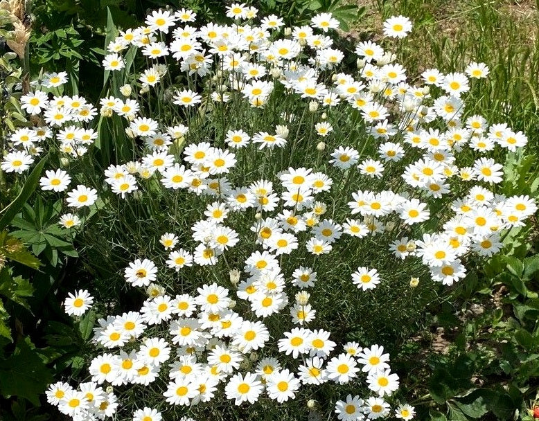 Pyrethrum Daisy - Tanacetum cinerariifolium