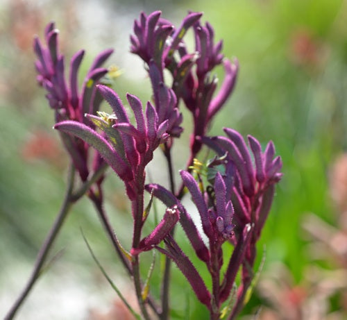 Anigozanthos - BUSH MERLOT - Kangaroo Paw 'KPMERL' PBR