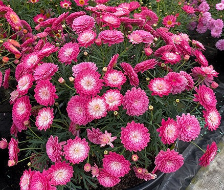 Argyranthemum frutescens - PINK POSY - Marguerite Daisy