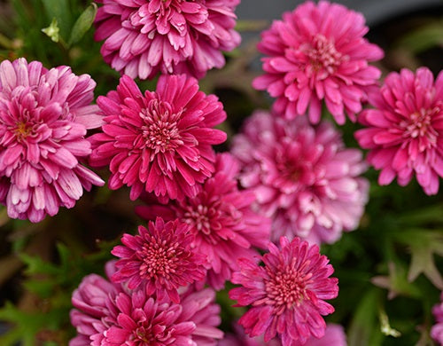 Argyranthemum frutescens - POM POM - Marguerite Daisy 'SUPAPOM' PBR