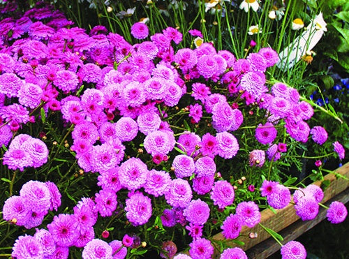 Argyranthemum frutescens - SUGAR CHEER - Marguerite Daisy