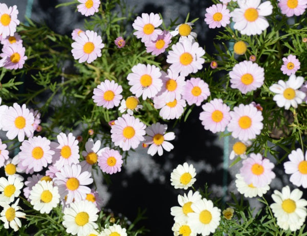 Argyranthemum frutescens - SUMMIT PINK - Marguerite Daisy