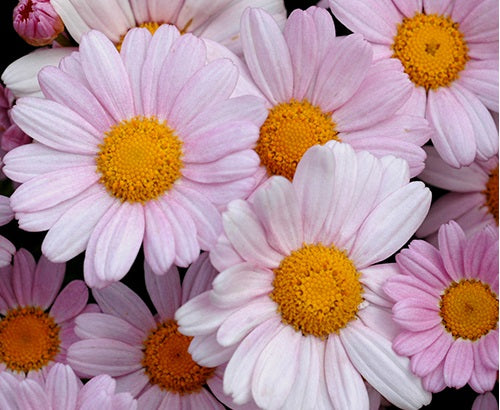 Argyranthemum frutescens - SUMMIT PINK - Marguerite Daisy