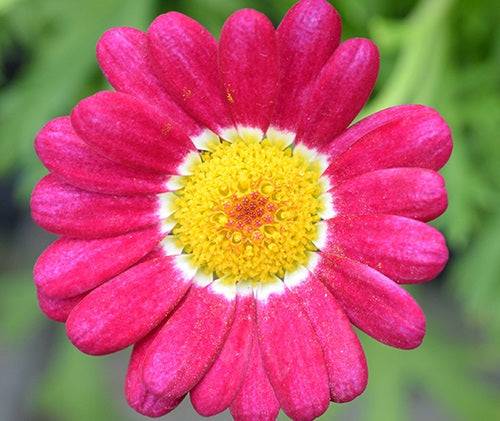 Argyranthemum frutescens - SUMMIT RED - Marguerite Daisy