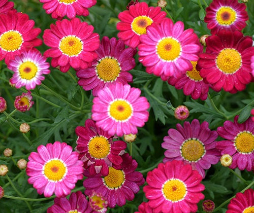 Argyranthemum frutescens - SUMMIT RED - Marguerite Daisy