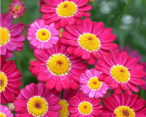 Argyranthemum frutescens - SUMMIT RED - Marguerite Daisy