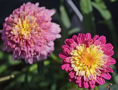Argyranthemum frutescens - SUNRISE PINK - Marguerite Daisy