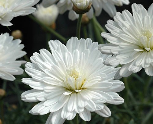 Argyranthemum frutescens - SUPER DUPER - Marguerite Daisy 'SUPA2101' PBR
